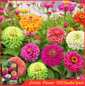 100Seeds/pack Mixed Color High Quality Zinnia Flower Seeds Garden Flower Plant Seeds Potted -A608