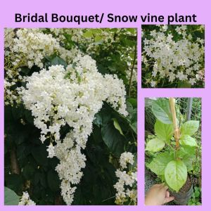 Bridal Creeper /Snow Vine /Bridal Bouquet Vine Plant