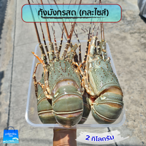ส่งฟรีกุ้งมังกรสด 2กิโลถูกมากขายดีที่สุด