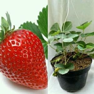 Bibit Strawberry Jumbo Manis cepat berbuah