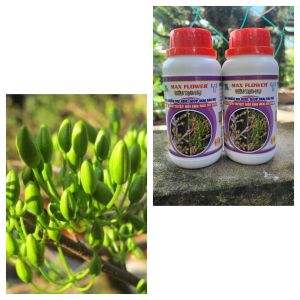 [Freeship Max] Phân bón lá SIÊU TẠO NỤ mai vàng - tạo nhiều nụ kim giúp mai sai nụ tập trung dưỡng chất nuôi dưỡng nụ khỏe chai 250ml_VTNN TIEN KHOA