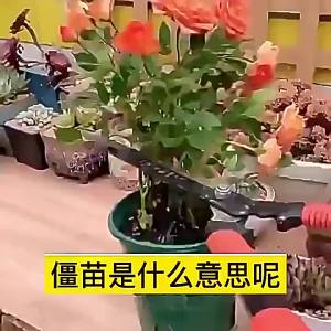 植物活力素盆栽园艺活力素天然营养液植物通用型生根促花草营养液