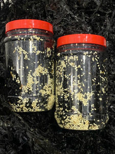 Combo 2 hủ Rong biển sấy mè ngon giòn_ hủ 70gr