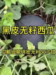 แตงโมไร้หวานพิเศษ ผิวดำ ผลผลิตสูง ผิวบาง หัวใจแดง แตงโมขนาดใหญ่พิเศษ ผักและผลไม้ ทุกฤดูกาล