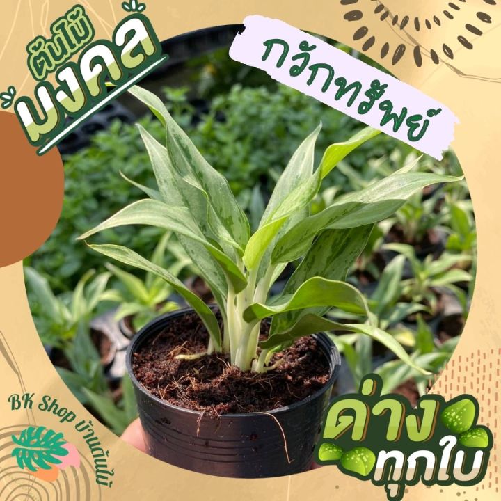 ต้นกวักทรัพย์ ต้นไม้มงคล กวักเงินกวักทองเข้าบ้าน พร้อมกระถ่าง 4 นิ้ว ต้นไม้มงคล ต้นไม้ฟอกอากาศ ต้นไม้ปลูกในบ้าน ต้นไม้มงคลปลูกในบ้าน ต้นไม้ การ์ตูน