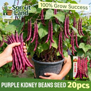 [Beginners Easy Grow] Fresh Purple Kidney Beans Seeds for Planting Vegetable Plants (20 Seed) High Yield Organic Purple String Beans Seeds Purple Green Beans Vegetable Seeds for Gardening Purple Wax Beans Veggie Seeds Bonsai Potted Live Plant Legume Seeds