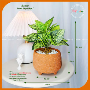 Cây nhân tạo Chậu cây Tô Diệp để bàn trang trí nhà cửa quán coffee homestay văn phòng... cao 24cm