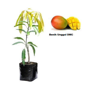 BIBIT MANGGA GEDONG GINCU