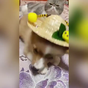 หมวกฟางสัตว์เลี้ยงหมวกสุนัขน่ารักกระเป๋าใส่สัตว์เลี้ยงกลางแจ้งหมวกปาร์ตี้สัตว์เลี้ยงชุดสุนัขแฟชั่นสำหรับกิจกรรมกลางแจ้ง