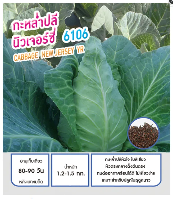 9 อันดับ เมล็ดพันธุ์กะหล่ำปลีหัวใจ ยี่ห้อไหนดี? ปลูกง่ายได้ผลผลิตดี อัปเดตปี 2025