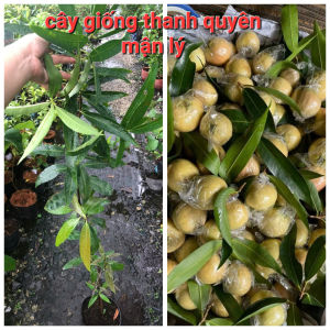 CÂY MẬN LÝcây cao 70cm đến 1m2.hay còn gọi trái lêtrái lý