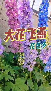 เดลฟีเนียมในกระถาง บานในสี่ฤดู ทนความเย็น ทนแสงแดด พืชยืนต้น สำหรับปลูกในร่มและกลางแจ้ง ปลูกในฤดูใบไม้ผลิและฤดูใบไม้ร่วง ปลูกง่ายในสวน