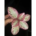 Tanaman bunga episcia pink cleopatra / episia ping kleopatra / episcia daun pink unik. 