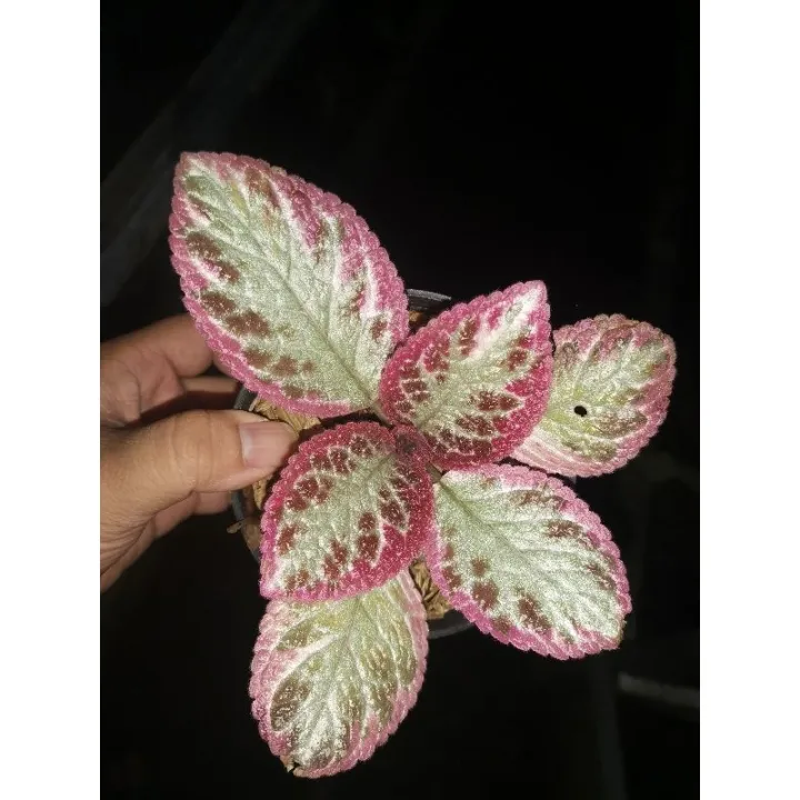 Tanaman%20bunga%20episcia%20pink%20cleopatra%20/%20episia%20ping%20kleopatra%20/%20episcia%20daun%20pink%20unik%20-%20Image%203