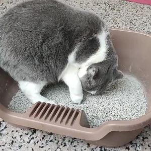 All-in-One Cat Litter Scoop with Storage Self-Cleaning Cat Litter Sifter with Waste Bag Holder