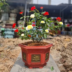 khuôn đúc chậu cảnh lục giác 38 ( khuôn chậu ABS có lòng trong)