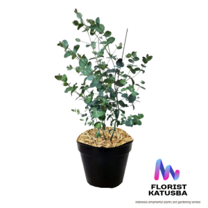 Eucalyptus cinerea Tanaman Perak Dollar - Tanaman Taman Hijau Tua
