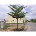 Cây Bàng Đài Loan - Bàng Lá Nhỏ Cây cao 1m-1m2. 