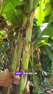 Multi-Purpose Garden Pruning Tool: For Cutting Branches Grass Coconut Areca Palm Palm Oil & Banana