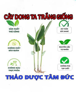 combo 10 nhánh cây dong ta dong trắng giống