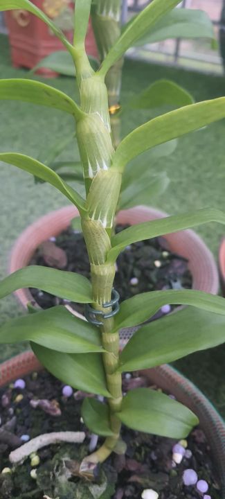 lan%20phi%20%C4%91i%E1%BB%87p%20%C4%91%E1%BB%99t%20bi%E1%BA%BFn%205%20c%C3%A1nh%20tr%E1%BA%AFng%20CHUMORAY%20(5CT)%20,%20hoa%20n%E1%BB%9F%20v%C3%A0o%20t%E1%BA%BFt,%20cam%20k%E1%BA%BFt%20ch%E1%BA%A5t%20l%C6%B0%E1%BB%A3ng%20-%20Image%207