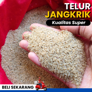 Siap kirim telur jangkrik Alam Sliring siap netas 99% kualitas unggul kemasan 1kg FREE media pemeraman bisa COD