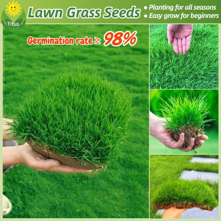 100% Legit Lawn Grass Seed (200pcs, High Germination) Bermuda Grass ...