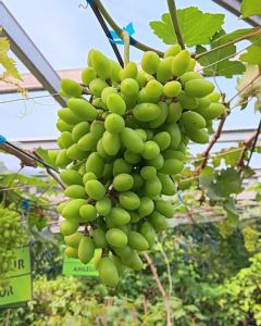 BIBIT ANGGUR IMPORT HELIODOR ASLI
