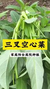 Authentic high-yield three-leaf watercress willow-leaf watercress four-season balcony vegetables potted garden vegetables