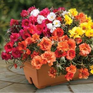 Amefurashi 100 Biji Benih Bunga Moss Rose Portulaca Mix Easy To Grow