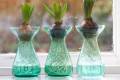1 หัว ดอกไฮยาซินธ์ (Hyacinth) Bulbs ดอกไม้สื่อถึง ความน่ารักและความบริสุทธิ์ สายพันธุ์ Hyacinth Orientalis Shades of Blue. 