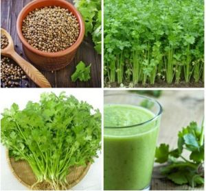 DEAL 1K Hạt giống rau mùi ( ngò rí )dễ trồng kháng bệnh tốt năng suất cao