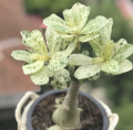 Rare Green Thailand Adenium Desert Rose Plant Seeds With Variegated Siam Leaves. 