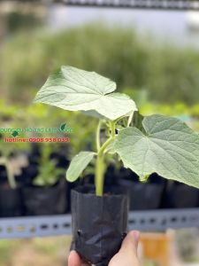 Túi ươm cây màu đen chuyên dùng ươm cây giống