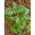 bibit pohon nilam | tanaman herbal | daun bahan campuran minyak wangi. 