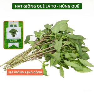 Hạt giống Quế Lá To Húng Quế RADO 25 Túi 10g(~5000 hạt) Thu hoạch nhiều lần | Hạt giống Rạng Đông