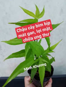 [Cây dược liệu] Chậu(3-5 cây)  bìm bịpxương khỉ mát gan lợi mật chống ung thư- Minh Khương