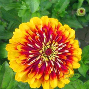 Potted Garden of Bairi Grass Flower Road Outdoor Balcony Flower Planting of Bairi Chrysanthemum