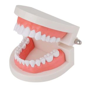 Model Study Gigi Abs Phantom Gigi Lepasan Model Gigi Palsu Portable Dental Study Model