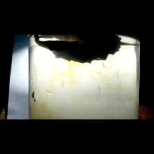 Daun Ketapang Asli Laut Olahan Siap Pakai 1 Kilogram