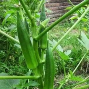 50 BIJI BENIH TANAMAN SAYURAN OKRA HIJAU