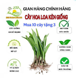 combo 10 củ hoa loa kèn giống