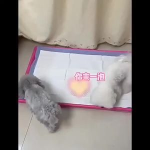 100pcs Super AbsorbentDiapers for Dogs Training Pee Pads Healthy Nappy Mat for Cats Dog Quick-dry Surface2026