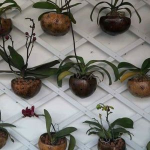 POT BATOK POT BUNGA GANTUNG HIAS ANGGREK