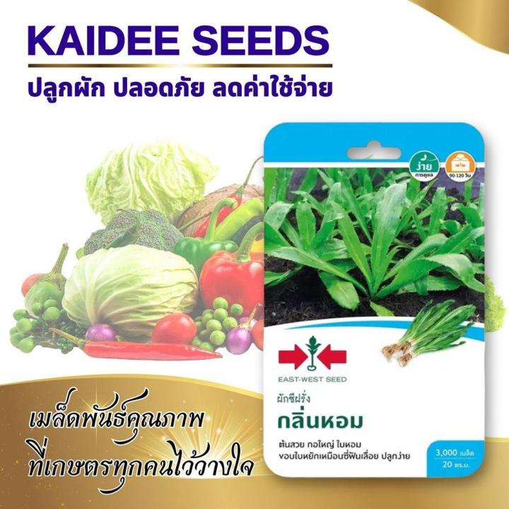 เมล็ดผักชีฝรั่ง ตราศรแดง 3000 เมล็ด กลิ่นหอมแรง