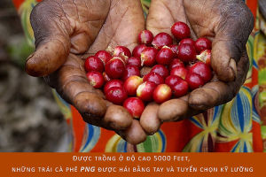 Cà phê specialty đặc sản 100% cafe hạt nguyên chất rang xay mộc pha máy/ phin/ cold brew Purio Papua New Guinea 250g