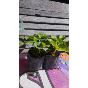 Sindo - Strawberry Plant No Fruit Bundle 2pcs