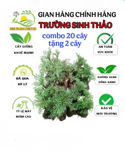 combo 20 khóm cây trường sinh thảo bonsai trồng cảnh
