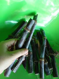 อ้อยดำ อ้อยแดง ตัดสด ขาย 6 ท่อน 99 บาท อ้อยดำ 1ท่อน จะมี 2-3ข้อตา ยาวประมาณ 20-30 เซนติเมตร อ้อยมงคล อ้อยโบราณปลูกแบบธรรมชาติไร้สารพิษ หั่นเป็นชิ้น ต้มกับน้ำ