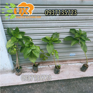 [HCM]COMBO 5 CÂY GIỐNG CẨM TÚ CẦU